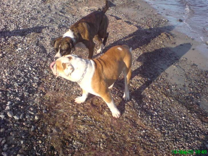 Blanding af racer Mango billede 20