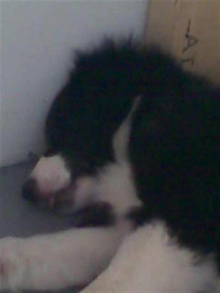 Border collie Blacki billede 16