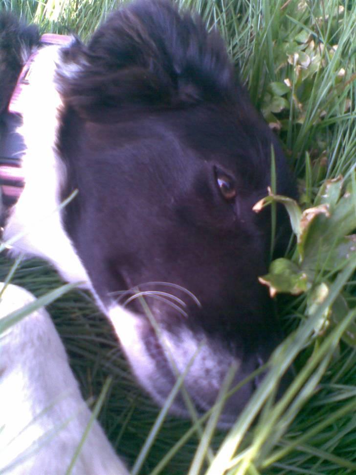 Border collie Blacki billede 17