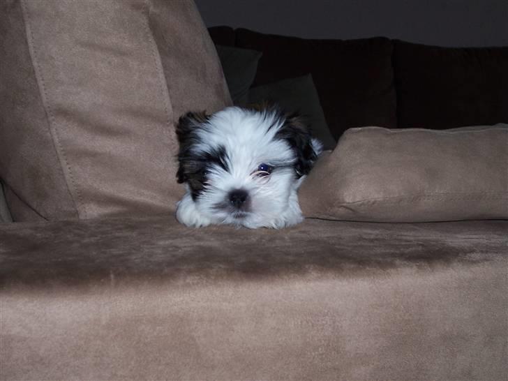 Lhasa apso Fiona R.i.P Fiona 28/09-2018 - Øv det er da helle ikke til og finde et gemme sted... billede 6