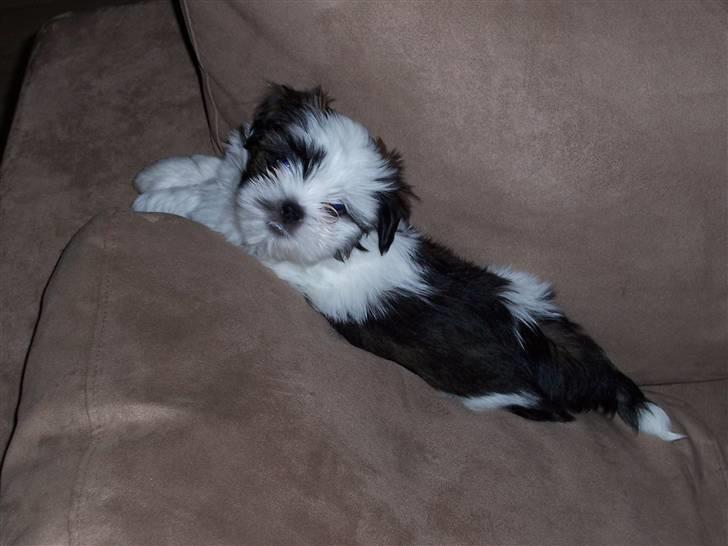 Lhasa apso Fiona R.i.P Fiona 28/09-2018 - He he her ligger man bare så godt.. billede 7