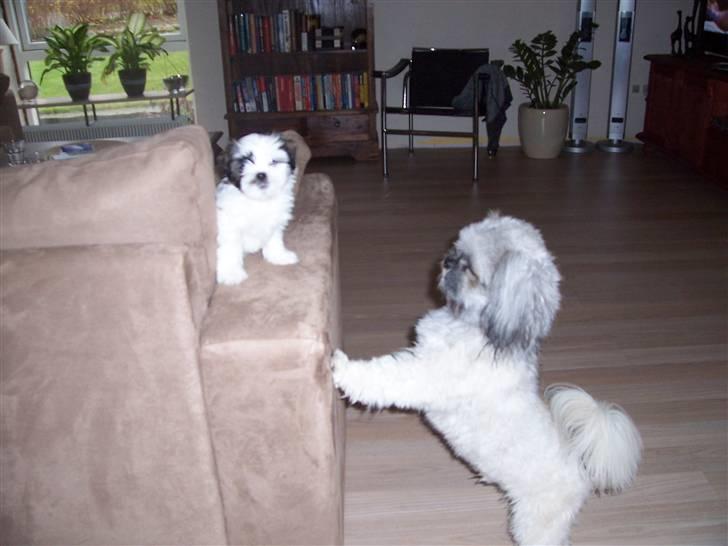 Lhasa apso Fiona R.i.P Fiona 28/09-2018 - Ja så vil han snakke, er det mon fordi jeg er en pige :-) billede 8