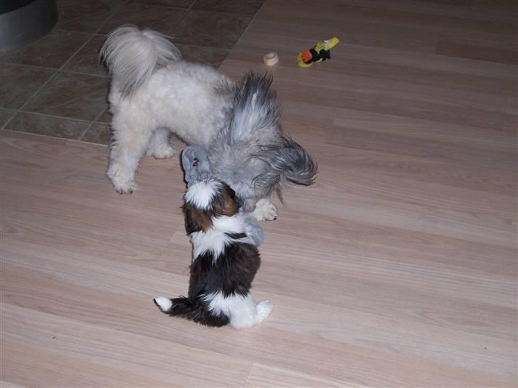 Lhasa apso Fiona R.i.P Fiona 28/09-2018 - Han er godt nok stærk, men jeg er jo heller ikke så stor endnu billede 9