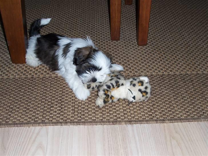 Lhasa apso Fiona R.i.P Fiona 28/09-2018 - Det her er bare min tiger, og den får han ikke billede 10