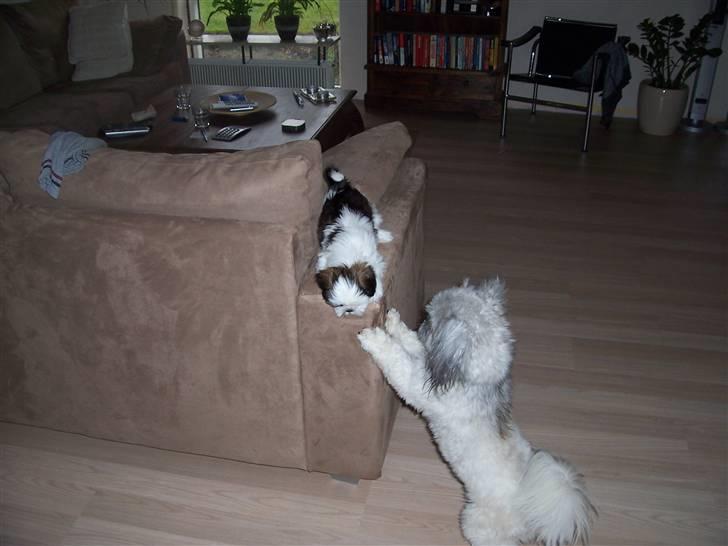 Lhasa apso R.I.P TUX - Uha er hun ikke bare lækker billede 12