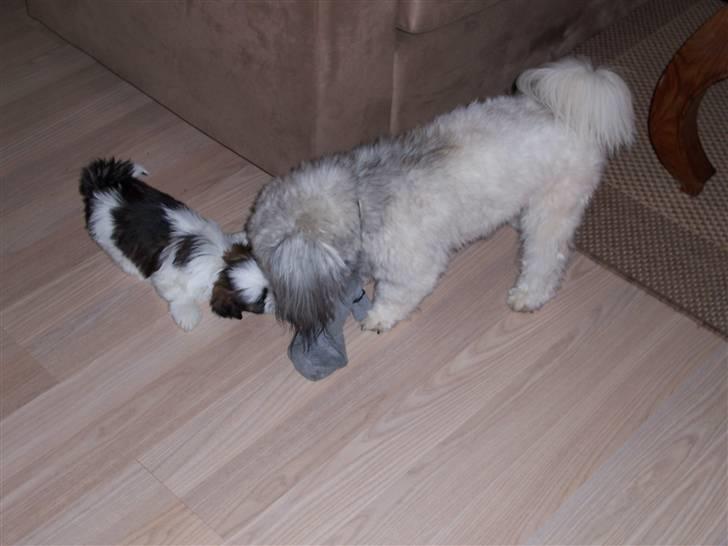 Lhasa apso R.I.P TUX - det var tæt på et lille kys, men hun skal ikke ha den strømpe. billede 13