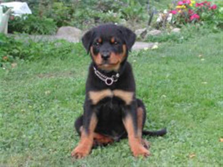 Rottweiler Dikadiabols Obi kenobi  - Obi som lille billede 1