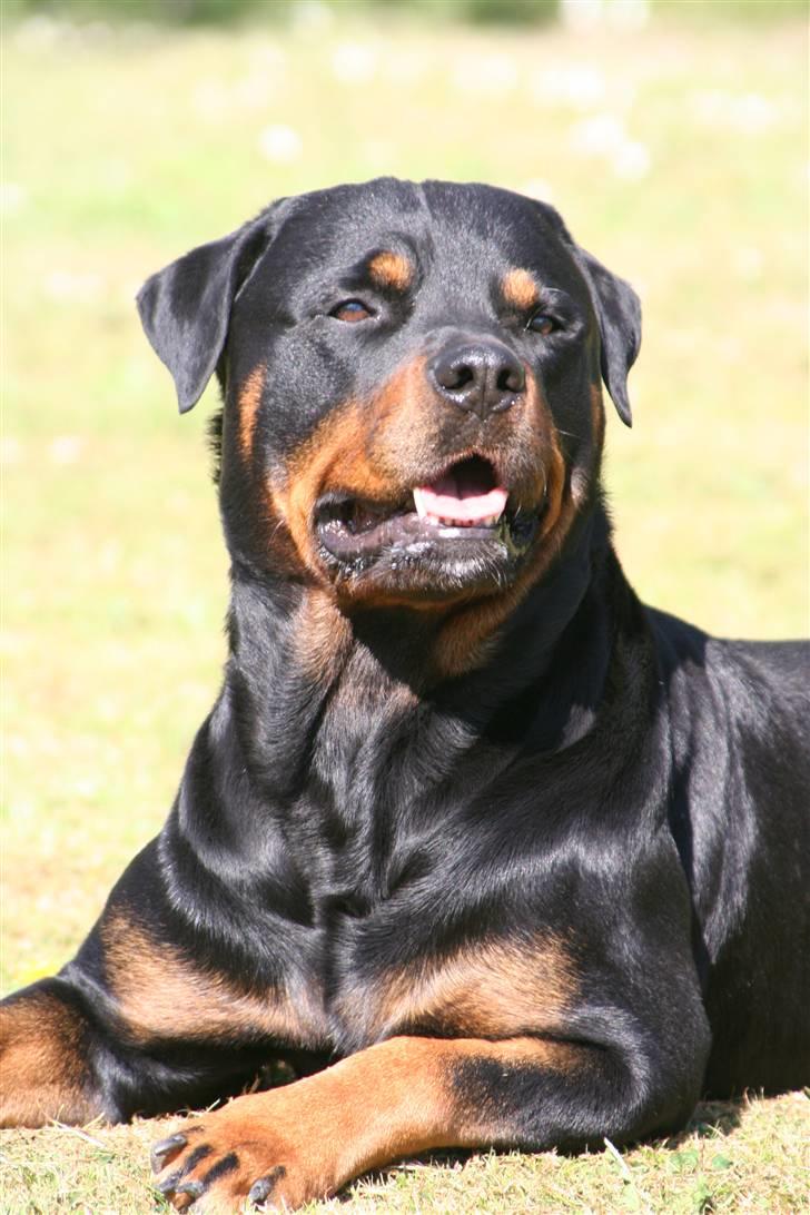 Rottweiler Dikadiabols Obi kenobi  - Flot fyr ikke billede 2