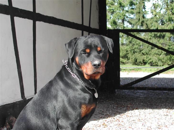 Rottweiler Dikadiabols Obi kenobi  billede 3