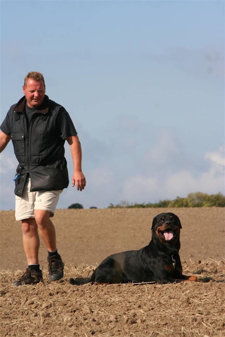 Rottweiler Dikadiabols Obi kenobi  - Svært spor Obi er helt færdig :-) billede 4