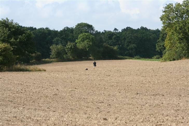 Rottweiler Dikadiabols Obi kenobi  - Dejlig spormark  billede 5