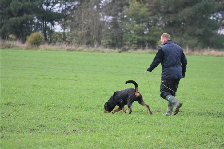 Rottweiler Dikadiabols Obi kenobi  - På vej til IPO III  del A  98 point billede 6