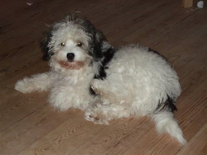 Løwchen Milo billede 1