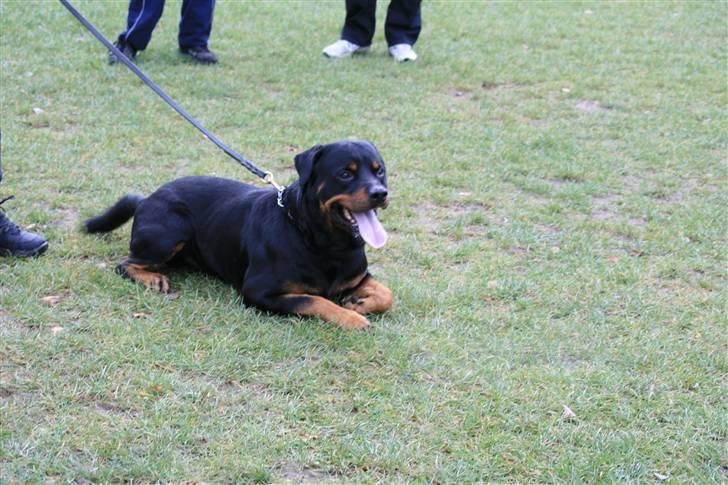 Rottweiler Dikadiabols Obi kenobi  billede 7