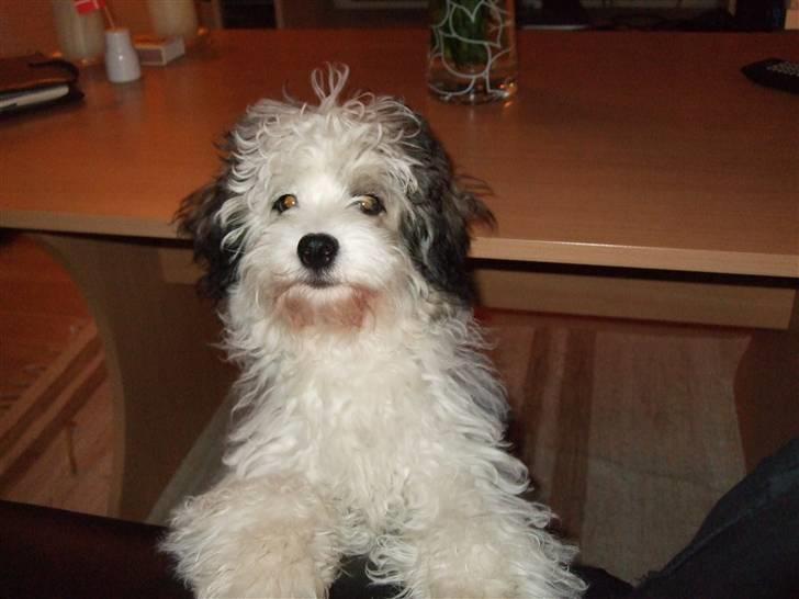 Løwchen Milo billede 2