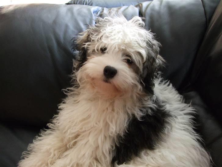 Løwchen Milo billede 3