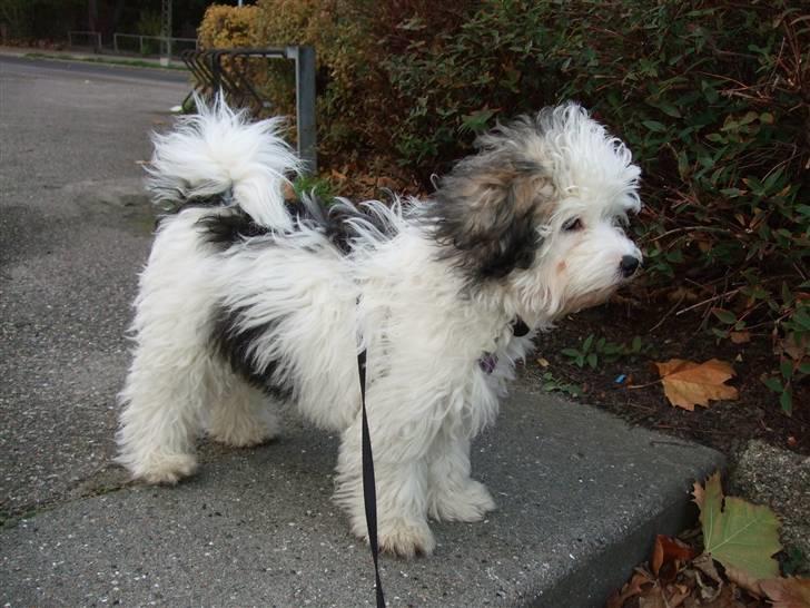 Løwchen Milo billede 4