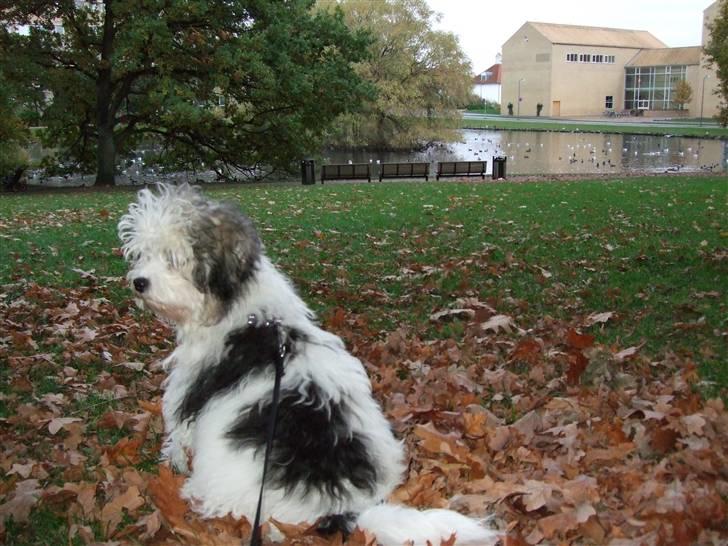 Løwchen Milo - På tur i uniparken billede 5