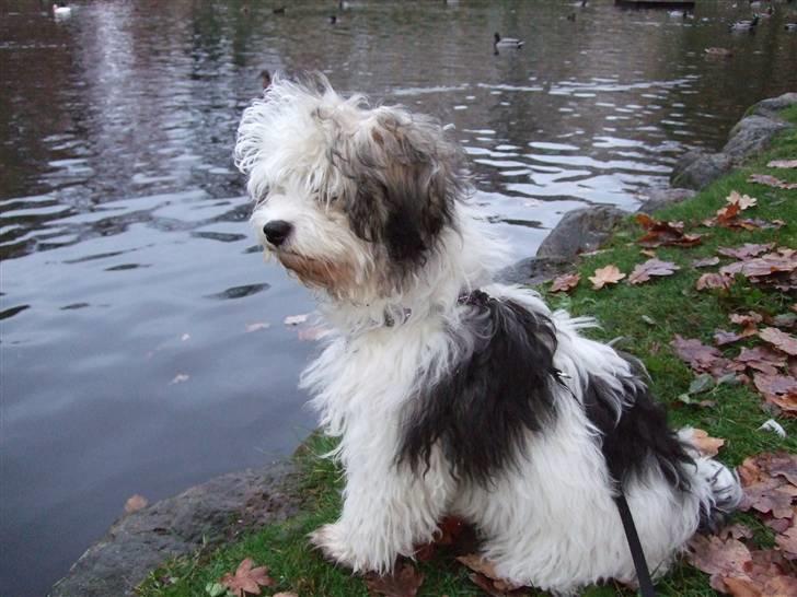 Løwchen Milo - Ænderne har den fulde opmærksomhed :) billede 6