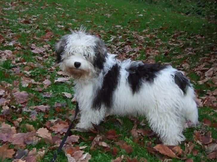 Løwchen Milo billede 7