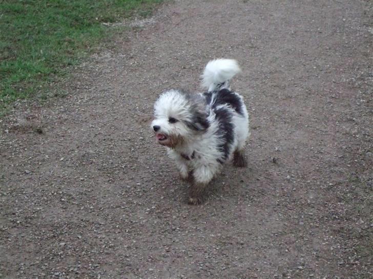 Løwchen Milo - I hundeskov billede 8