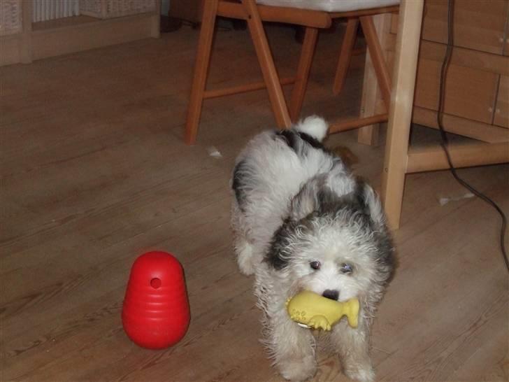 Løwchen Milo - Yndlingspivedyret får en tur billede 9