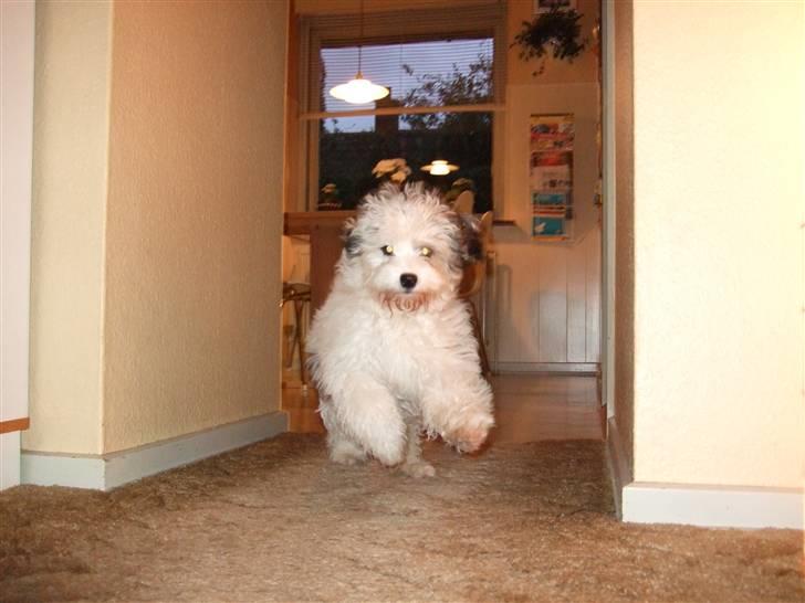 Løwchen Milo - I hopla ^^ billede 10