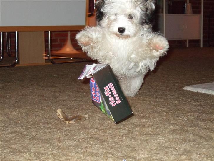 Løwchen Milo billede 11