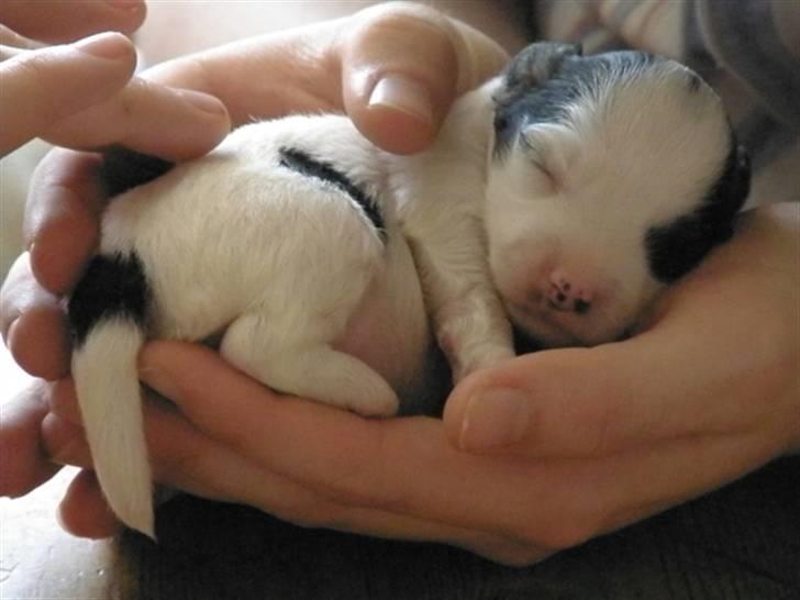 Løwchen Milo - Milo omkring 1,5 uge gammel. Fra vores første besøg. billede 12