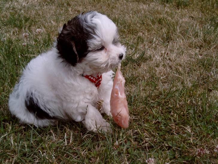 Løwchen Milo - Få dage efter Milo flyttede ind hos os fra opdrætteren. billede 13