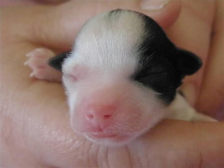 Løwchen Milo - Vi skal vist også lige have et, hvor han er nyfødt billede 14