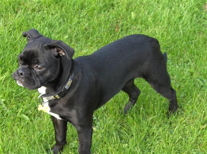 Blanding af racer Uffe billede 7