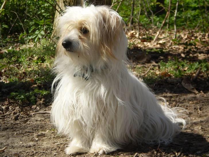 Coton de tulear Charlie - #1 Charlie ude i skoven :D Foto: Mig billede 1