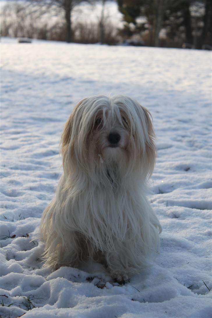 Coton de tulear Charlie - #2 Charlie i sneen 2010 Foto : Mig billede 2