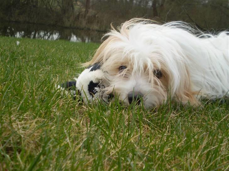 Coton de tulear Charlie - #3 Nurh, Han elsker bare den panda bamse Foto: Mig billede 3