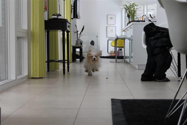 Coton de tulear Charlie - #4 Fartbølle :D Foto: Mig billede 4