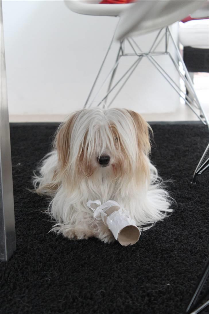 Coton de tulear Charlie - #5 Hvad?. Siger Charlie da jeg skældte ham ud igen for at have nakket papirs rollen. Foto: Mig billede 5