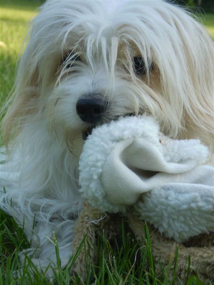 Coton de tulear Charlie - #6 Charlie i lege humør Foto: Mig billede 6