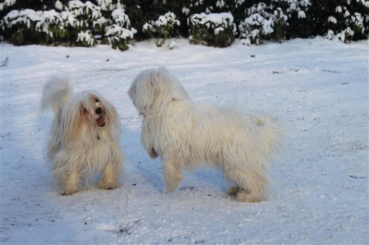 Coton de tulear Charlie - #7 Charlie og Silke leger :D Foto: Mig billede 7