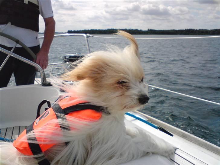Coton de tulear Charlie - #8 Vi er ude og sejle, der var rigtig meget blæst, så jeg var lige ved at blæse væk! Foto: Mig billede 8