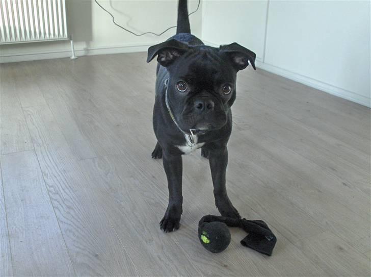 Blanding af racer Uffe - Tør du at tage den her, hva mor...? Kom nuuuu :o) billede 8