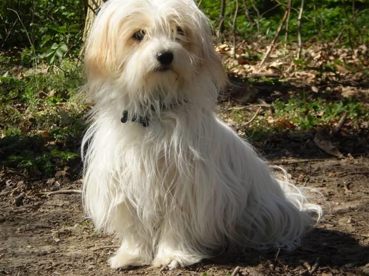 Coton de tulear Charlie - #9 min skønhed <3 Foto: Mig billede 9