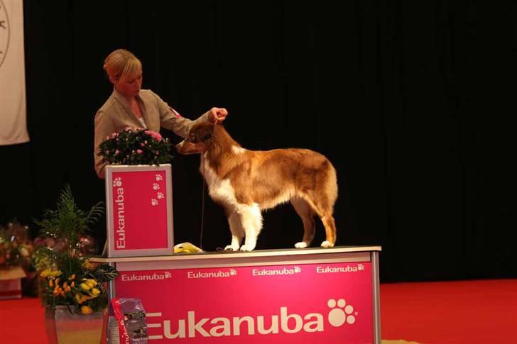Australian shepherd Pippi - Pippi bliver BIS 3 hvalp til Nordisk Winner udstiling i Herning billede 10