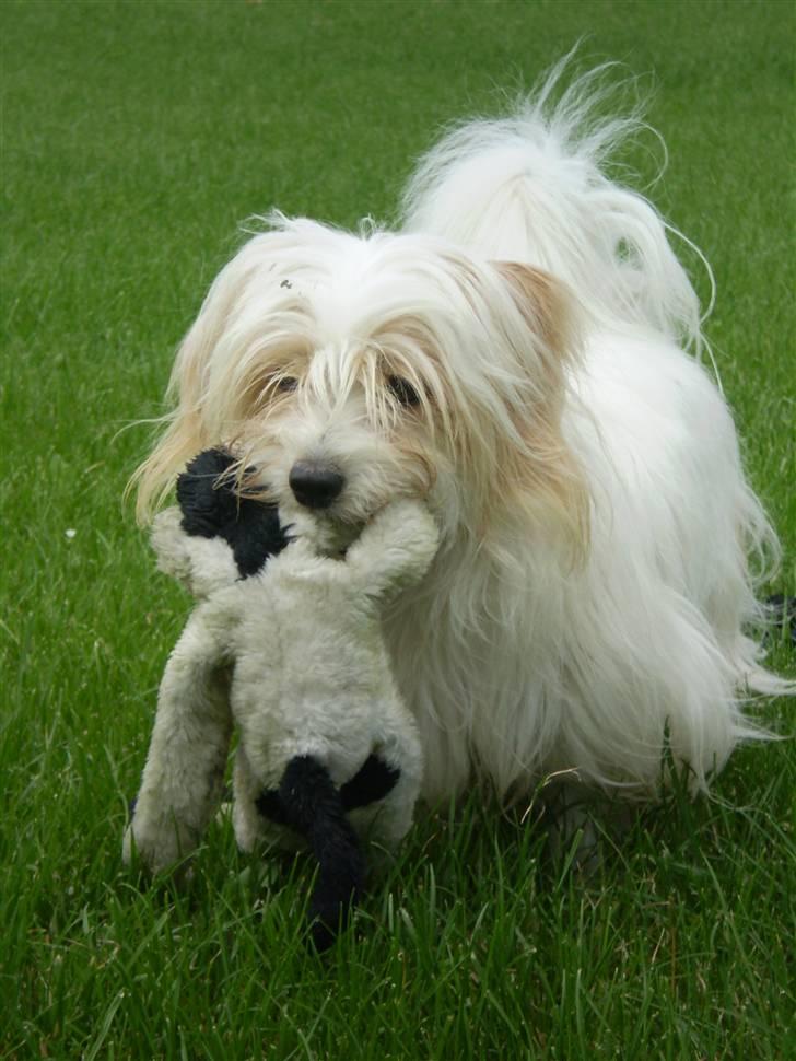 Coton de tulear Charlie - #10 legesyge Charlie Foto: Mig billede 10