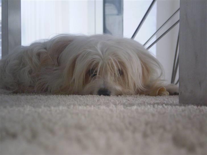 Coton de tulear Charlie - #11 sovetryne Foto: Mig billede 11