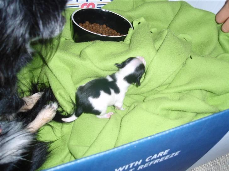 Chihuahua Mulle - Så blev jeg 6dage og 157gram billede 10