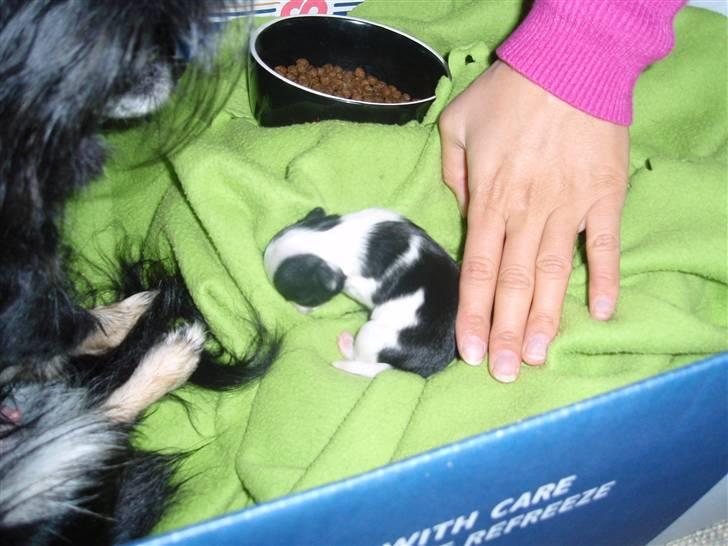 Chihuahua Mulle billede 11