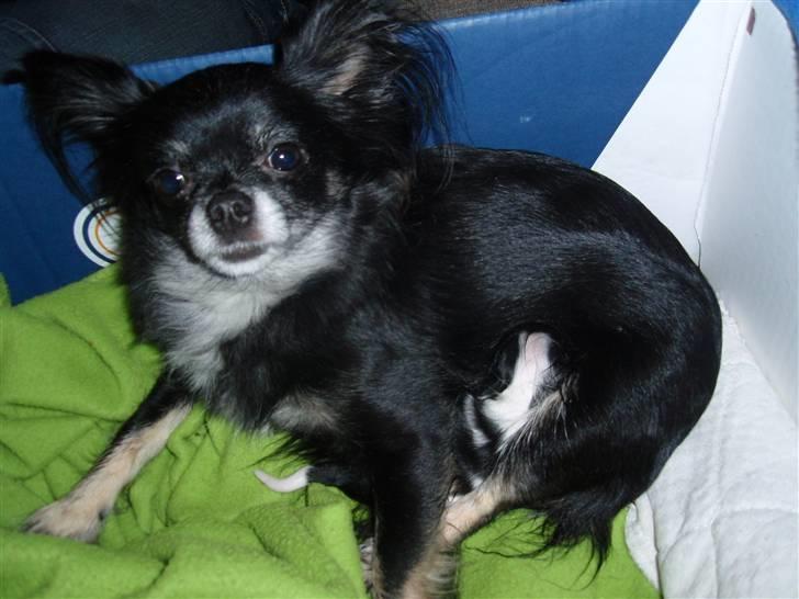 Chihuahua Mulle - og mad skal der til... billede 12