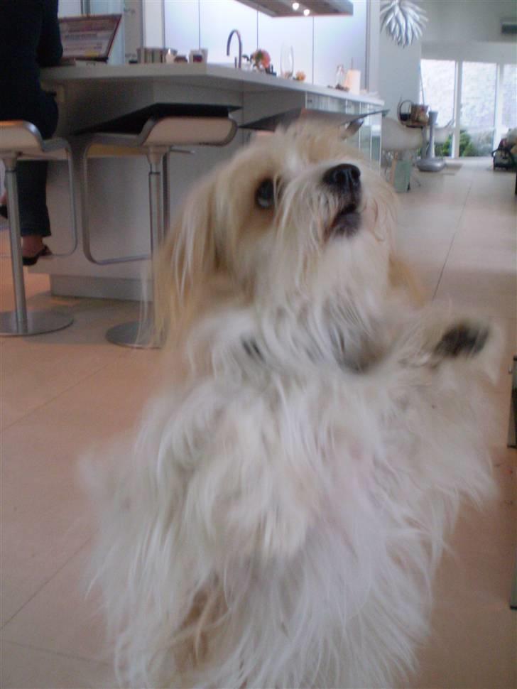 Coton de tulear Charlie - #12 Trickket stå på bagben Foto: Mig billede 12