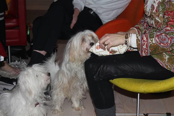 Coton de tulear Charlie - #13 Charlie go Silke får julegave :) Foto: Mig billede 13